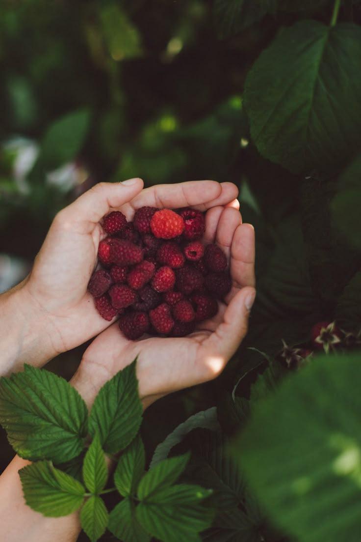 Berry Bounty: Fresh Farm Picked Delights